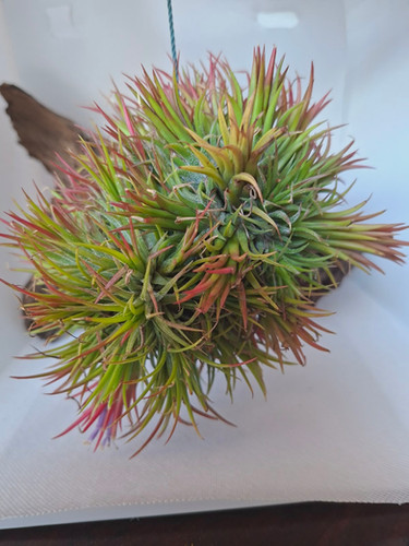 Air Plant Tillandsia ionantha fuego ball | In2Plants - Air Plants