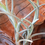 Thumbnail: Air Plant Tillandsia albertiana