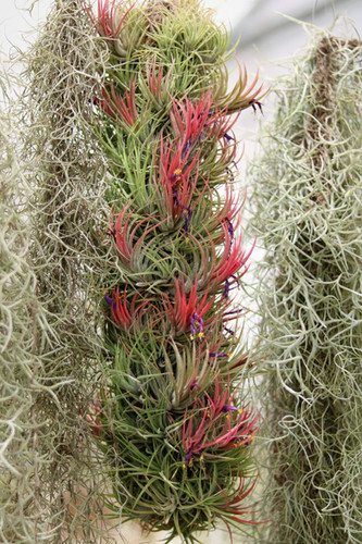 Air Plants Tillandsia ionantha Mixed Dozen | In2Plants - Air