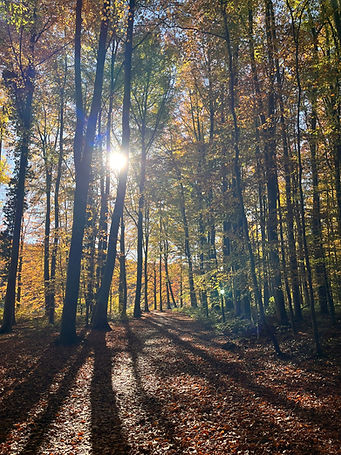 WhatsApp Image 2026-04-10 at 14.29.18.jpeg