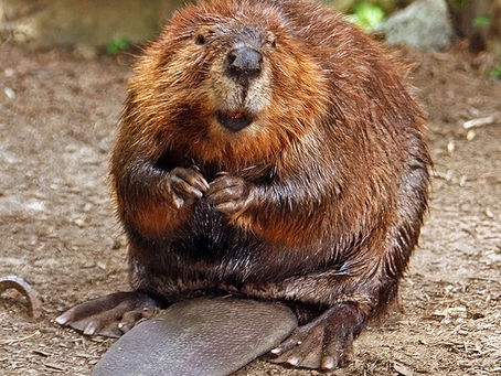 Thanks to the Beavers - Mysterious Ways Indeed