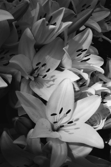 Lillies