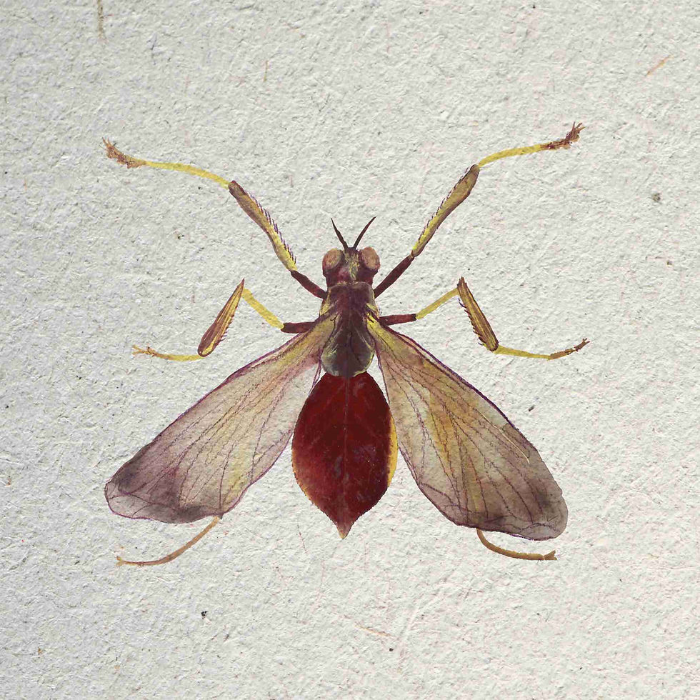 Thumbnail: 8x10 Leaf Bug Prints
