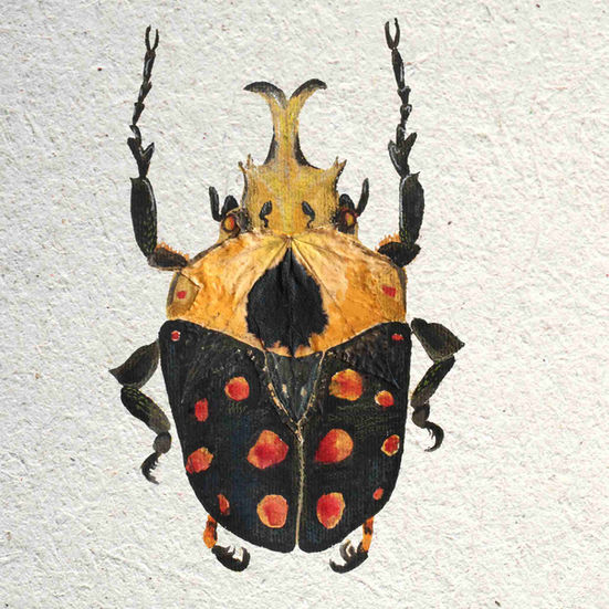 Artwork of Mecynorhina passerinii, the Orange-Spotted Fruit Chafer Beetle painted on and around a pressed maple leaf. Either sugar maple or red maple.