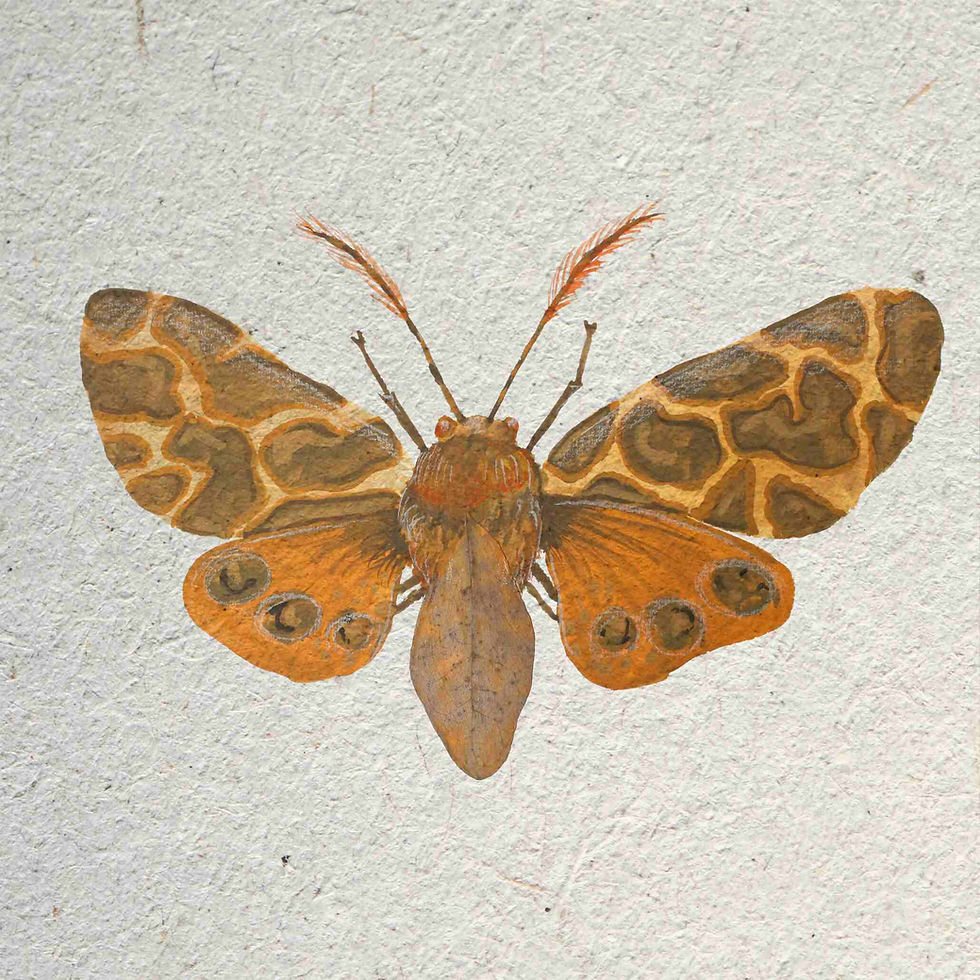 Thumbnail: 8x10 Leaf Bug Prints