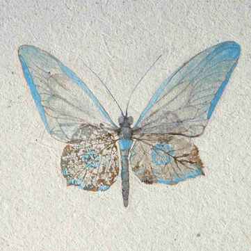 irridescentblueskeletonleafbutterfly.jpg