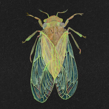 A Cyclochila australasiae, or Green Grocer Cicada is painted on and around a light brown leaf. The cicada has luminous lime green eyes and the green wings pop against the black watercolor paper background
