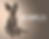 Banner perro blanco
