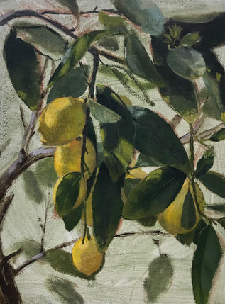 Limes in Afternoon Light