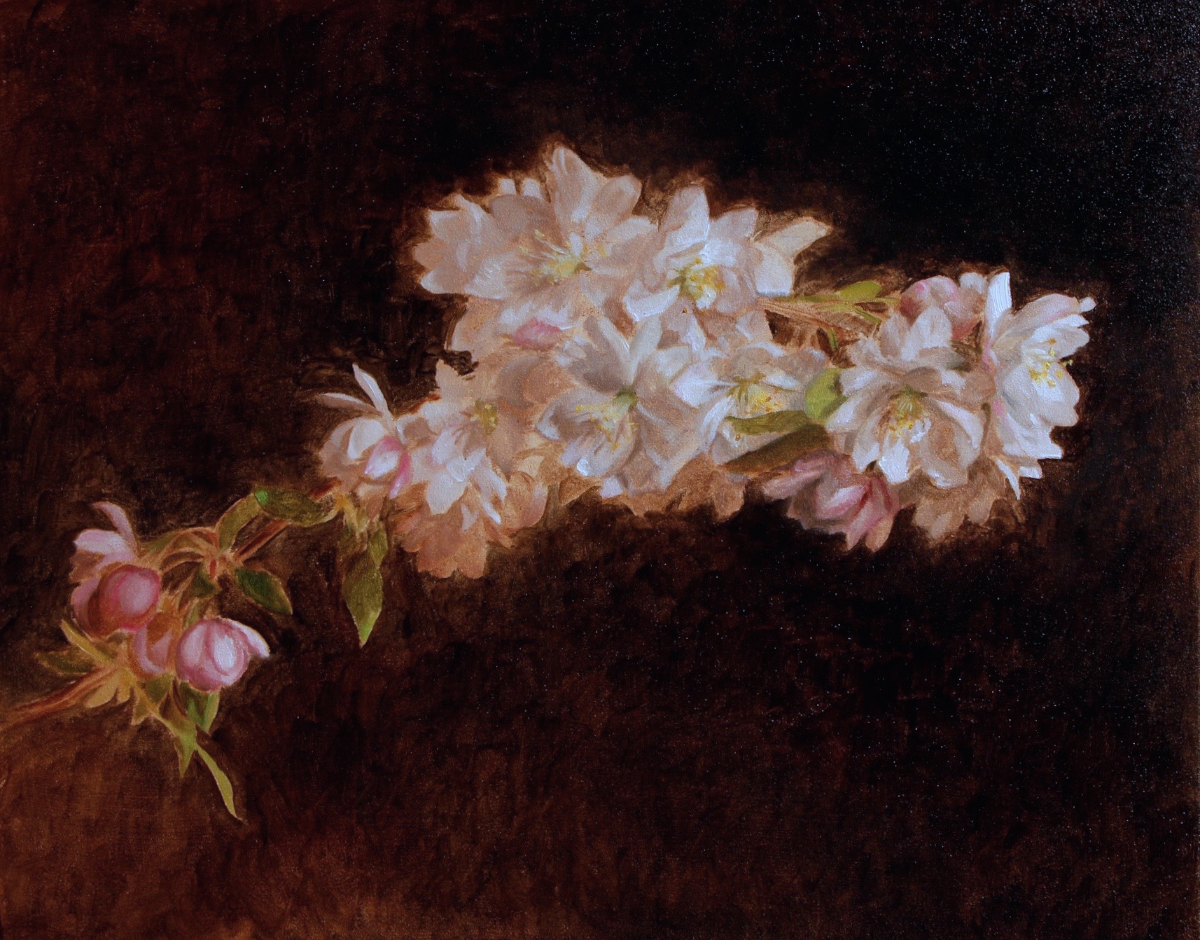 Cherry blossoms