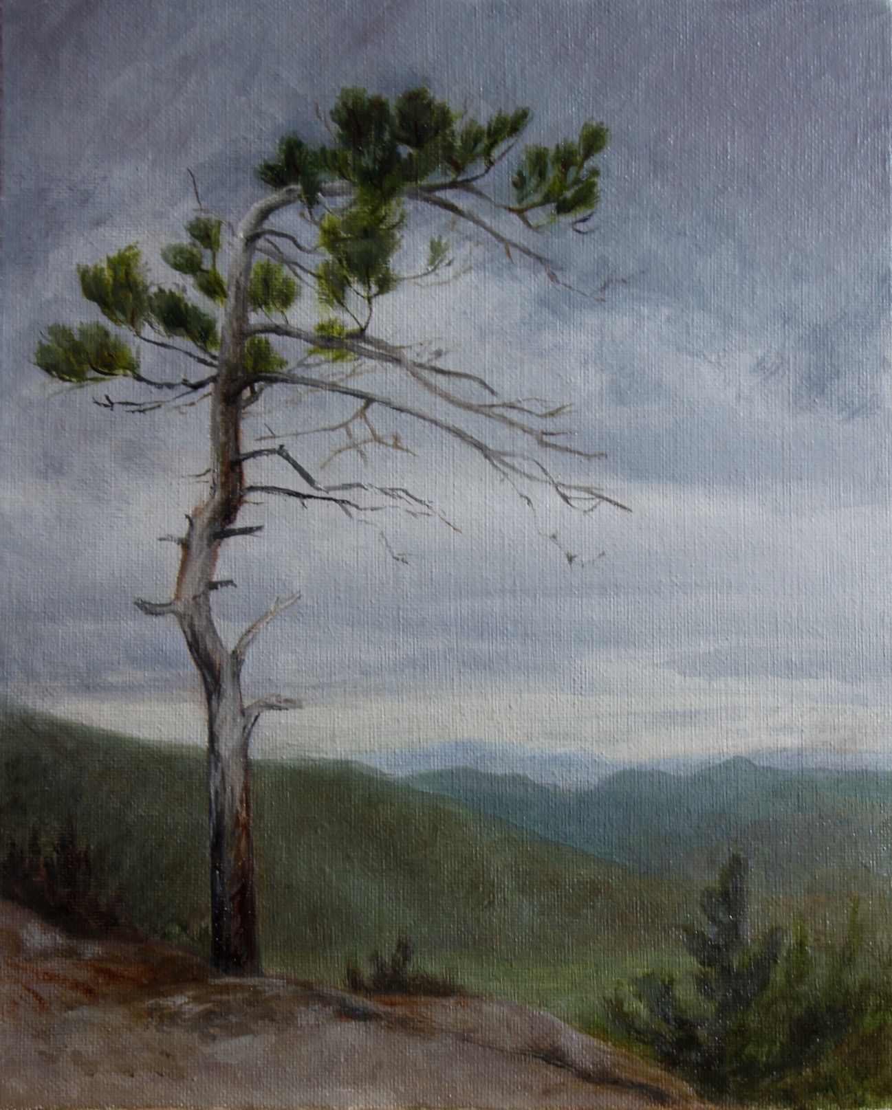 White Pine, Cathedral Ledge