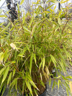 Fargesia dracocephala 'Rufa' - Hardy Clumping Bamboo | Plumline