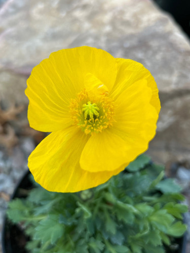 Spring Fever Poppy Papaver orientale 'Spring Fever Yellow' - Spring Fever Yellow Oriental ...