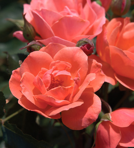 Rosa 'Radral' - Coral Knock Out® Rose | Plumline