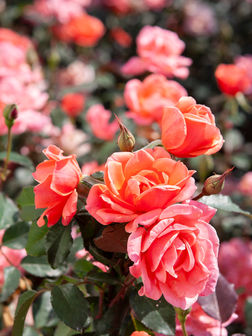 Rosa 'Radral' - Coral Knock Out® Rose | Plumline