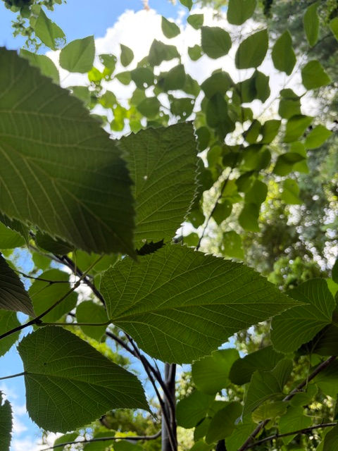 Tilia americana - American Sentry Linden