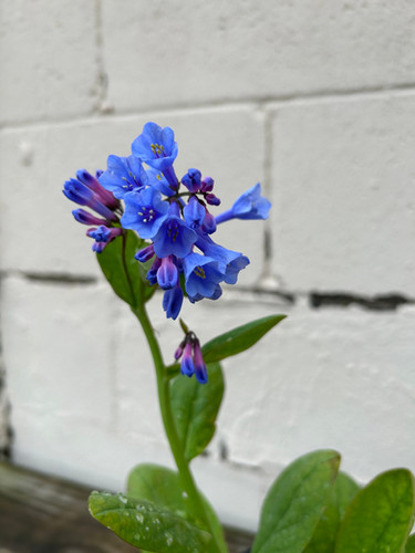 Mertensia virginica - Virginia Bluebells | Plumline