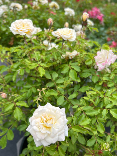 Rosa 'Meizorland' - White Drift® Rose | Plumline