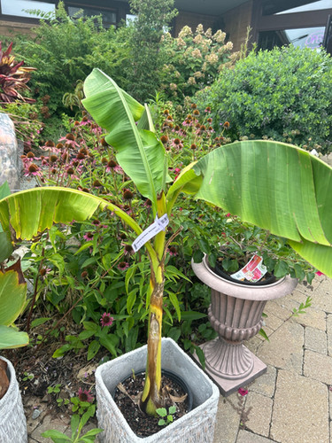 baumfreund philodendron scandens Philodendron Scandens Baumfreund  vielgrn