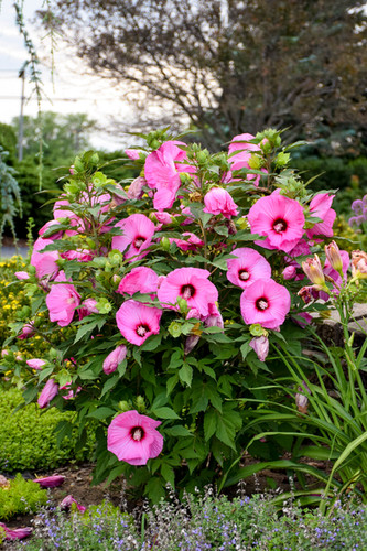 Hibiscus x 'Candy Crush' - Summerific® Candy Crush Rose Mallow