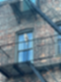 Hawk on Fire Escape.HEIC