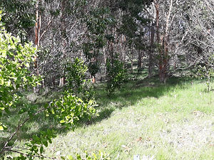 Sandalwood Regeneration.jpg