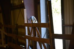 Freedom Farms, Mountain Top, PA