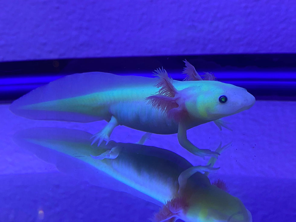 Thumbnail: Axolotl