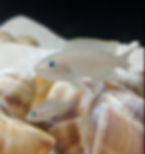 Thumbnail: Neolamprologus Multifaciatus