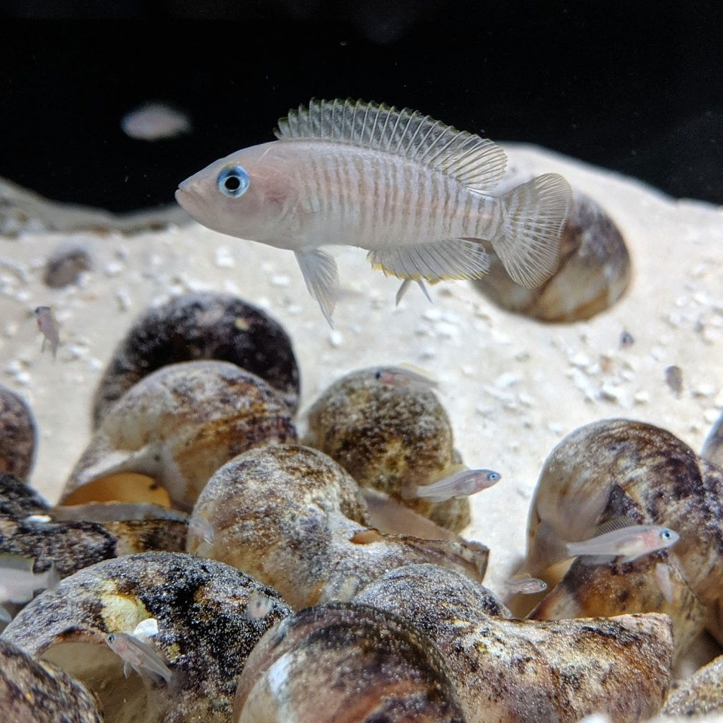 Neolamprologus Multifaciatus