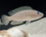 Thumbnail: Neolamprologus Multifaciatus