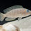 Thumbnail: Neolamprologus Multifaciatus