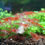 Thumbnail: Red Cherry Shrimps