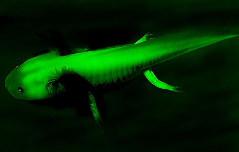 GFP_axolotl.jpeg