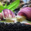 Thumbnail: Purple Mystery Snail