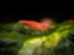 Thumbnail: Red Cherry Shrimps