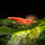Thumbnail: Red Cherry Shrimps