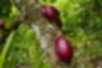 cocoa-tree-7050032.jpg