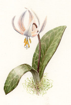 Fawn lily