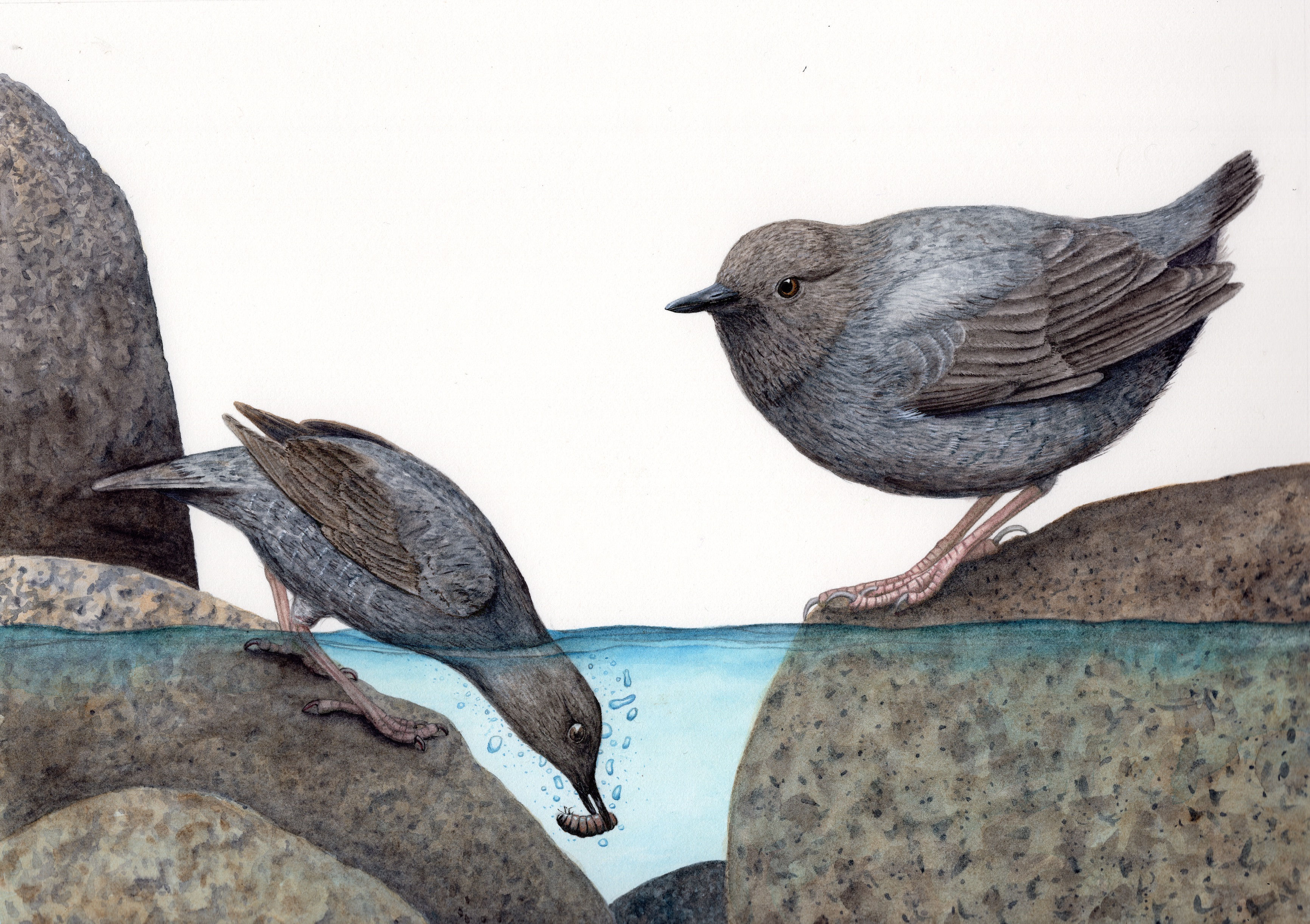 Skill share: Some thoughts on rocks and bark