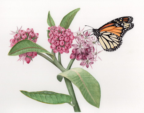 Artistic monarch 300 dpi jpg.jpg