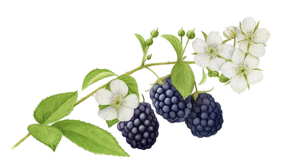 Blackberries