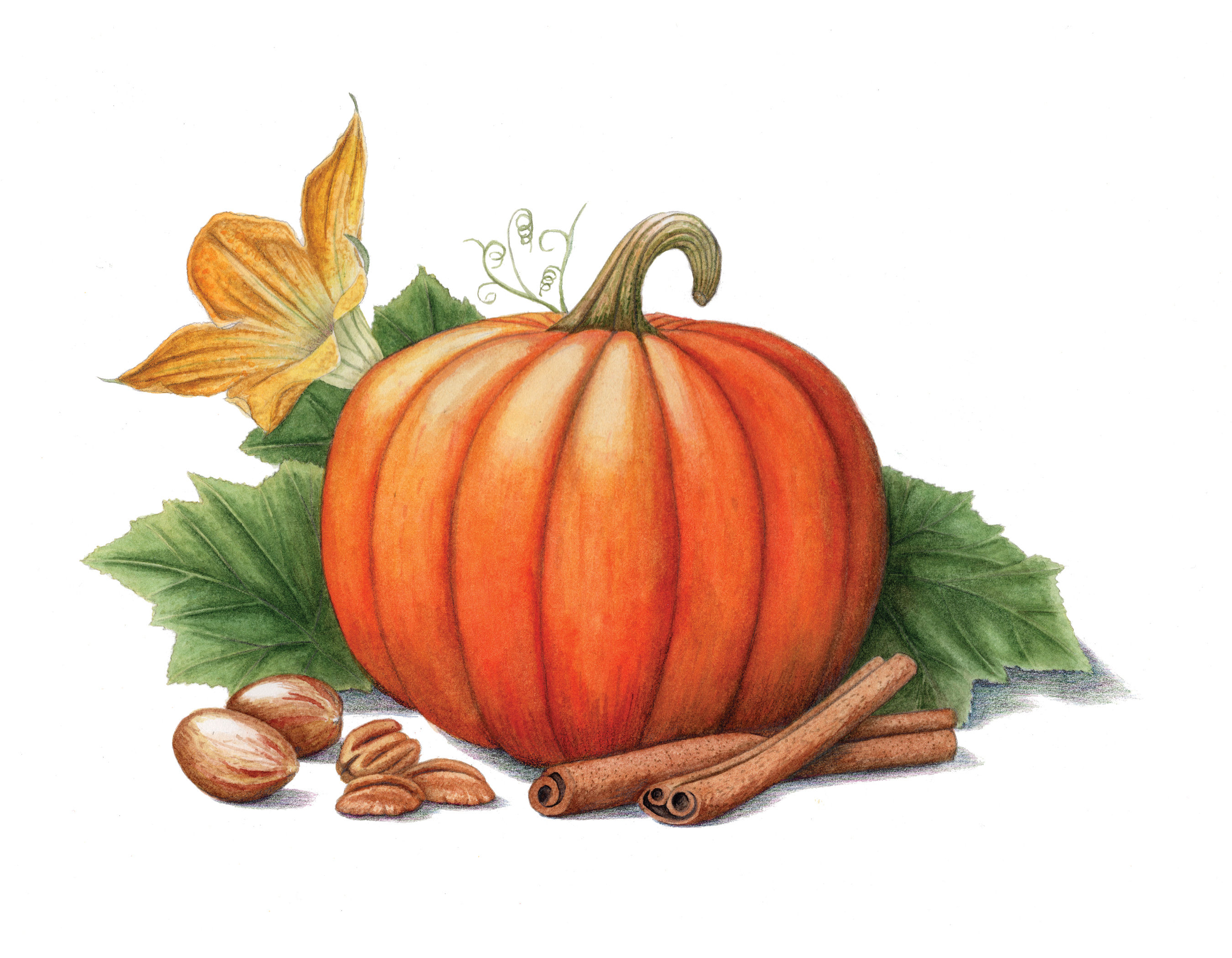 Watercolor Fall: Pumpkins and Gourds - Zoom-based Workshop