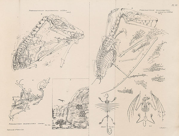 Pterodactylus.jpg