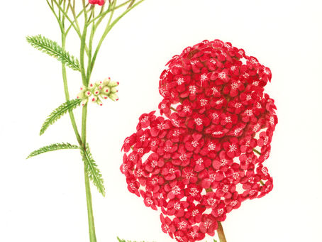Botanical Brochure of RHS Show V2.0