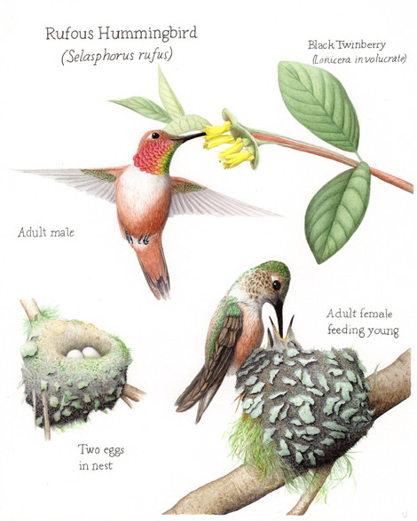 Rufous hummingbird plate