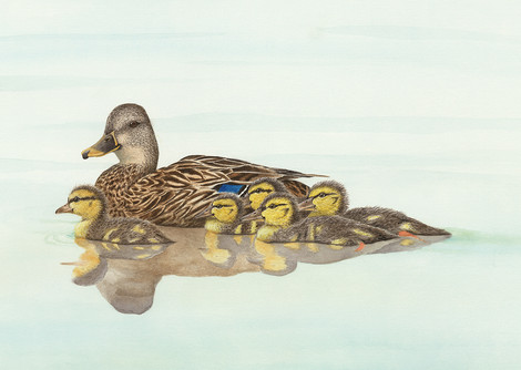 Female mallard duck and chicks