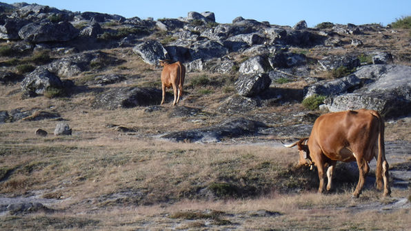 Serra da Freita - Gado.jpg