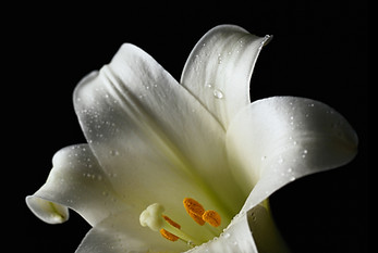 White Lily