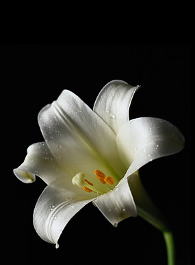 White Lily Closeup